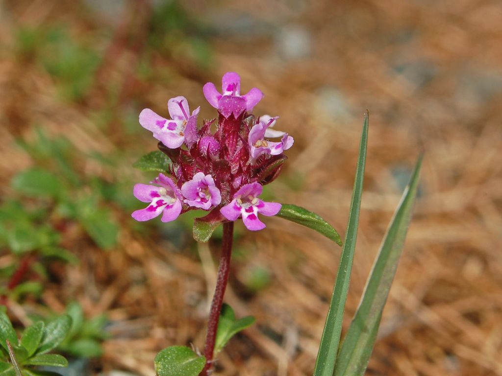 Piccoli fiori screziati - Thymus sp